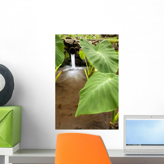 Hawaii, Maui, Large Taro leaves in a pond Wall Mural