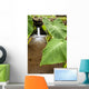 Hawaii, Maui, Large Taro leaves in a pond Wall Mural