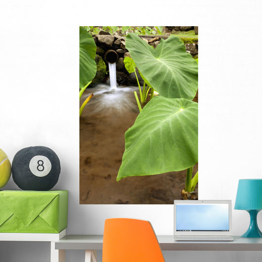 Hawaii, Maui, Large Taro leaves in a pond Wall Mural