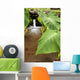 Hawaii, Maui, Large Taro leaves in a pond Wall Mural