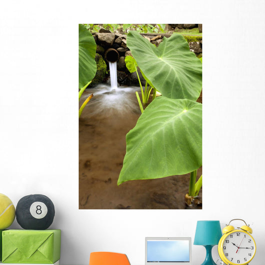 Hawaii, Maui, Large Taro leaves in a pond Wall Mural