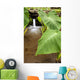 Hawaii, Maui, Large Taro leaves in a pond Wall Mural