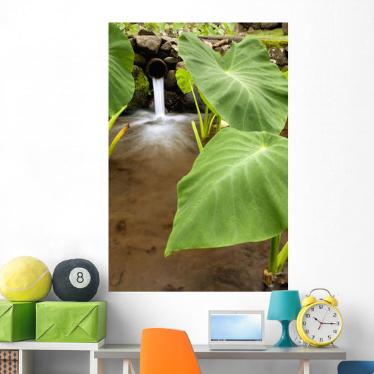 Hawaii, Maui, Large Taro leaves in a pond Wall Mural
