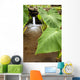 Hawaii, Maui, Large Taro leaves in a pond Wall Mural