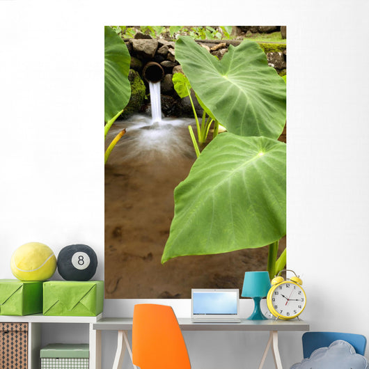 Hawaii, Maui, Large Taro leaves in a pond Wall Mural
