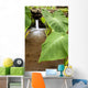Hawaii, Maui, Large Taro leaves in a pond Wall Mural