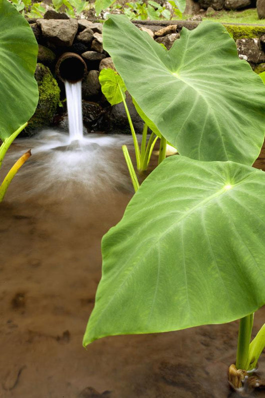 Hawaii, Maui, Large Taro leaves in a pond Wall Mural