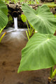Hawaii, Maui, Large Taro leaves in a pond Wall Mural
