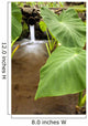 Hawaii, Maui, Large Taro leaves in a pond Wall Mural