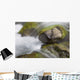 A close up of colorful river rocks under water Wall Mural