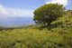 Hawaii, Maui, Lush foliage and tree in Kaupo Gap Wall Mural