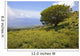 Hawaii, Maui, Lush foliage and tree in Kaupo Gap Wall Mural