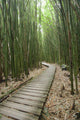 Trail through bamboo forest on the Pipiwai trail Wall Mural