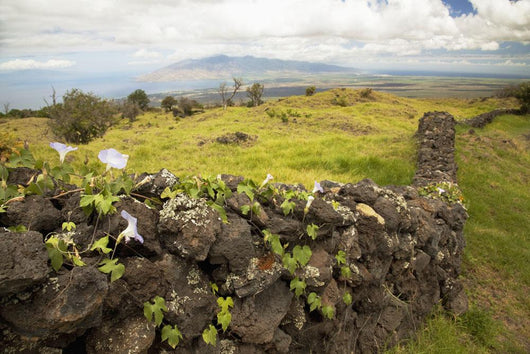 Hawaii, Maui, Kula, A stone wall lines a country road Wall Mural