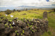 Hawaii, Maui, Kula, A stone wall lines a country road Wall Mural