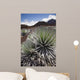 Hawaii, Maui, Haleakala, A close up view of a healthy silversword Wall Mural