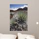 Hawaii, Maui, Haleakala, A close up view of a healthy silversword Wall Mural