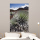 Hawaii, Maui, Haleakala, A close up view of a healthy silversword Wall Mural