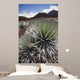 Hawaii, Maui, Haleakala, A close up view of a healthy silversword Wall Mural