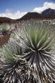 Hawaii, Maui, Haleakala, A close up view of a healthy silversword Wall Mural