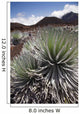 Hawaii, Maui, Haleakala, A close up view of a healthy silversword Wall Mural