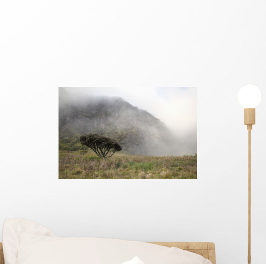 Hawaii, Maui, Haleakala, A lone tree among the cloudy Paliku Cliffs Wall Mural