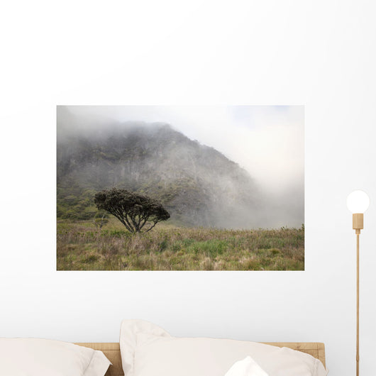 Hawaii, Maui, Haleakala, A lone tree among the cloudy Paliku Cliffs Wall Mural