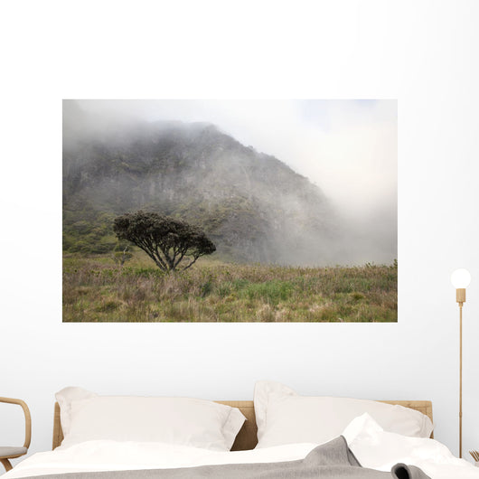 Hawaii, Maui, Haleakala, A lone tree among the cloudy Paliku Cliffs Wall Mural