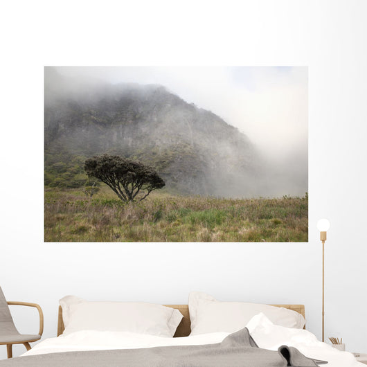 Hawaii, Maui, Haleakala, A lone tree among the cloudy Paliku Cliffs Wall Mural
