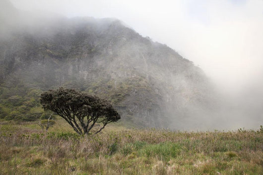 Hawaii, Maui, Haleakala, A lone tree among the cloudy Paliku Cliffs Wall Mural