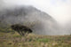 Hawaii, Maui, Haleakala, A lone tree among the cloudy Paliku Cliffs Wall Mural