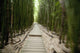 Trail through bamboo forest on the Pipiwai trail Wall Mural