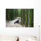 Trail through bamboo forest on the Pipiwai trail Wall Mural