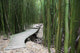 Trail through bamboo forest on the Pipiwai trail Wall Mural