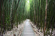 Trail through bamboo forest on the Pipiwai trail Wall Mural