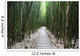 Trail through bamboo forest on the Pipiwai trail Wall Mural