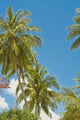 Thailand, Phuket, Vibrant palm trees and clear blue sky Wall Mural