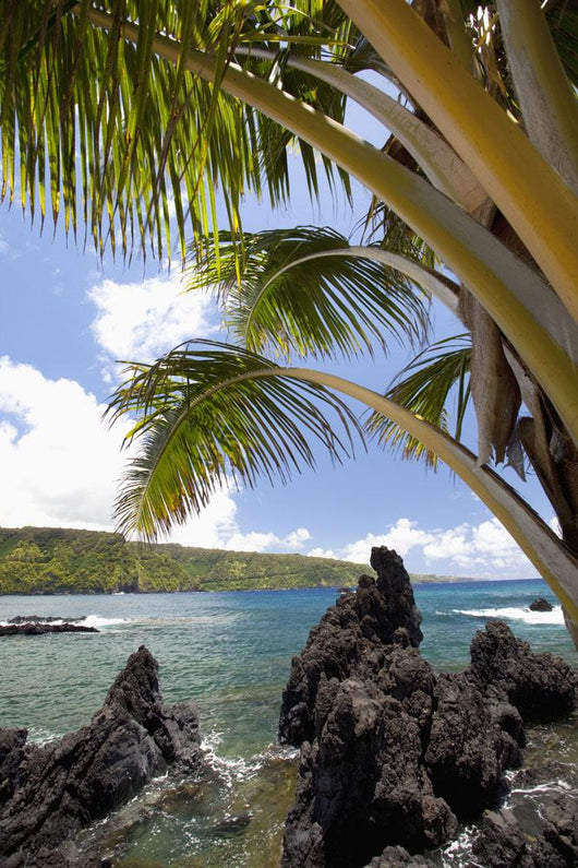 Sunny blue skies light up the lush coast with palm trees Wall Mural