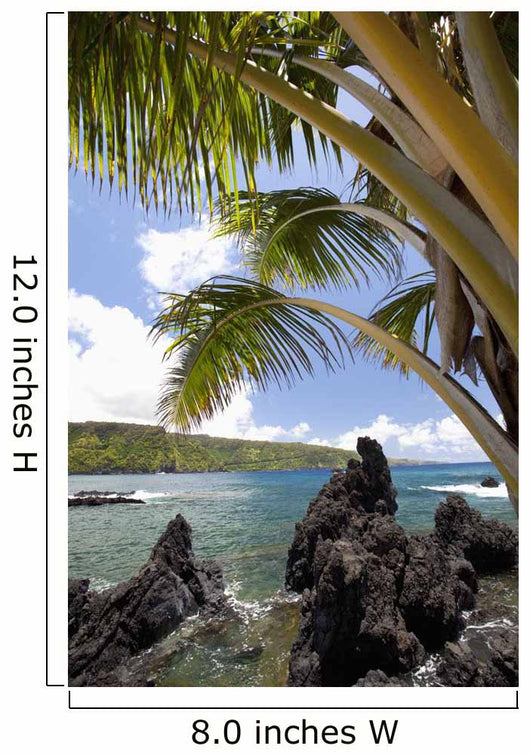 Sunny blue skies light up the lush coast with palm trees Wall Mural