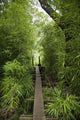 Hawaii, Maui, Waihee, A swinging Bridge into a lush green forest Wall Mural