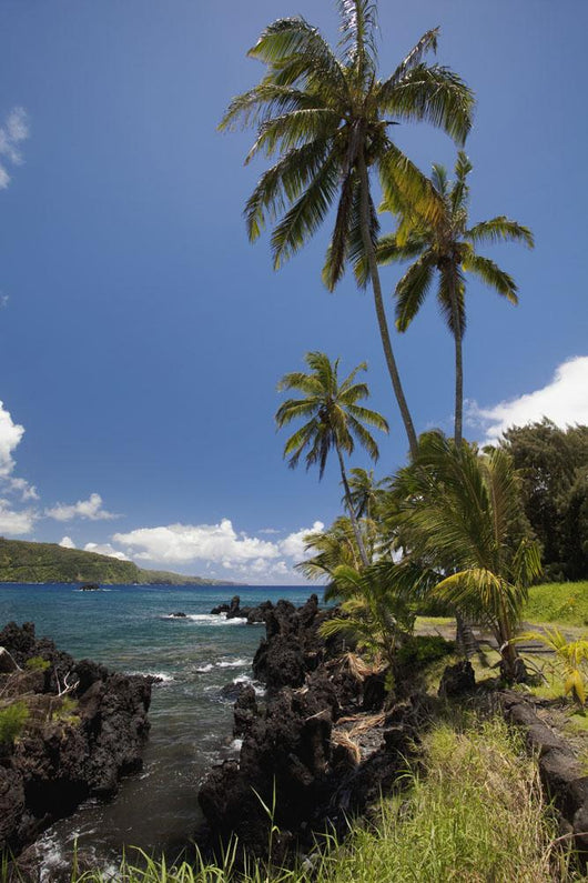 Palm trees and sunny blue sky on the Keanae coast Wall Mural