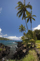 Palm trees and sunny blue sky on the Keanae coast Wall Mural