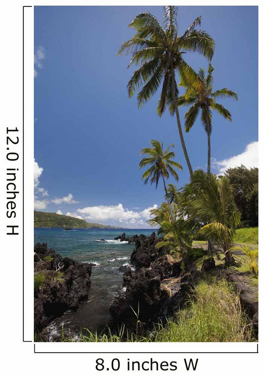 Palm trees and sunny blue sky on the Keanae coast Wall Mural