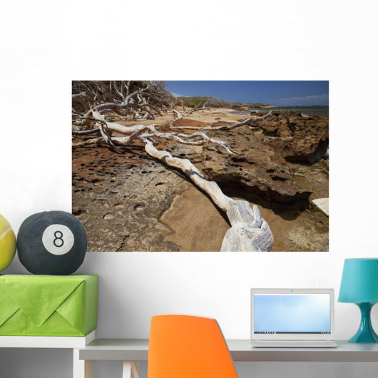 Hawaii, Lanai, Shipwreck Beach, Kaiolohia, Driftwood on Beach Wall Mural