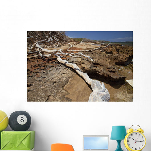 Hawaii, Lanai, Shipwreck Beach, Kaiolohia, Driftwood on Beach Wall Mural