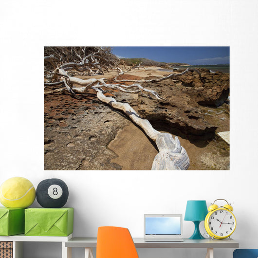 Hawaii, Lanai, Shipwreck Beach, Kaiolohia, Driftwood on Beach Wall Mural