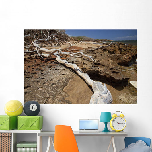 Hawaii, Lanai, Shipwreck Beach, Kaiolohia, Driftwood on Beach Wall Mural