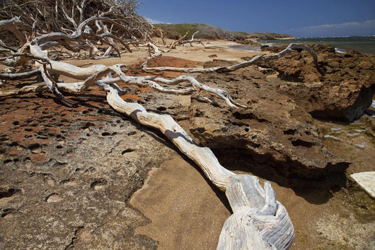 Hawaii, Lanai, Shipwreck Beach, Kaiolohia, Driftwood on Beach Wall Mural