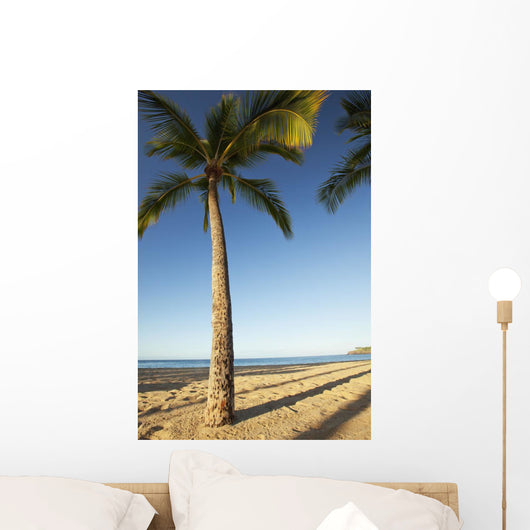 Hawaii, Lanai, Hulope Beach, Tall palm trees on a beautiful beach Wall Mural