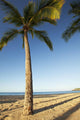 Hawaii, Lanai, Hulope Beach, Tall palm trees on a beautiful beach Wall Mural